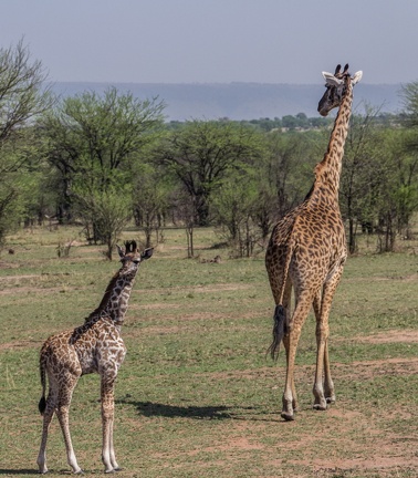 Africa-2013-380