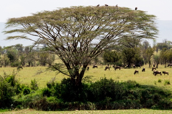 Africa-2013-489