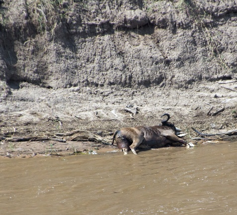 Africa-2013-567