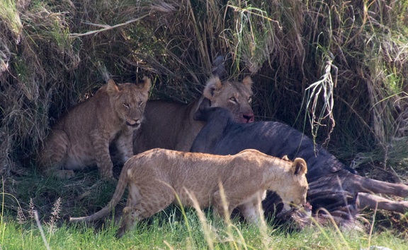 Africa-2013-616