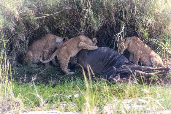 Africa-2013-624