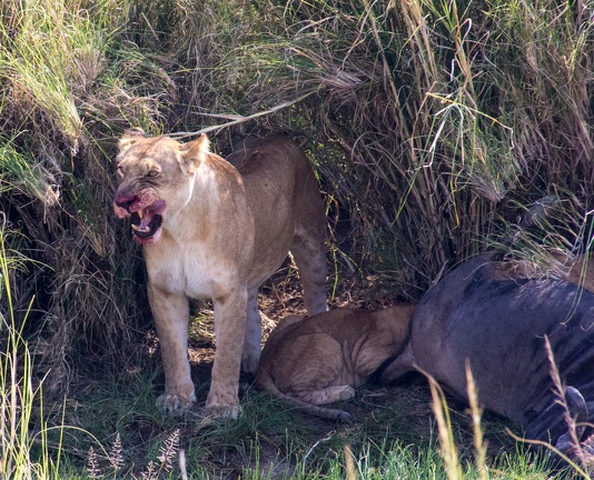 Africa-2013-649