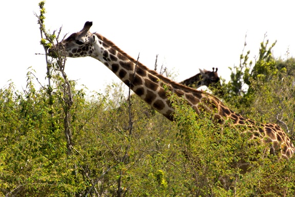 Africa-2013-1077