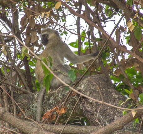 Africa-2013-1193