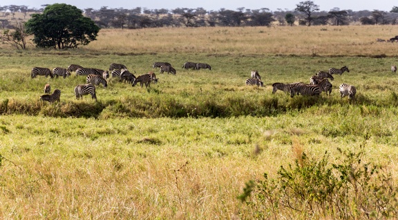 Africa-2013-1516