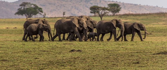 Africa-2013-1532