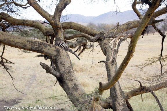 Africa-2013-1586