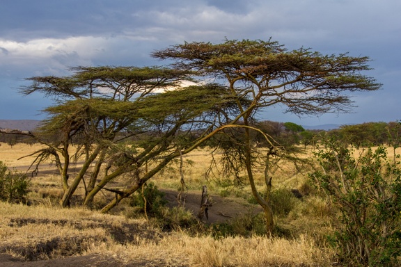 Africa-2013-1592