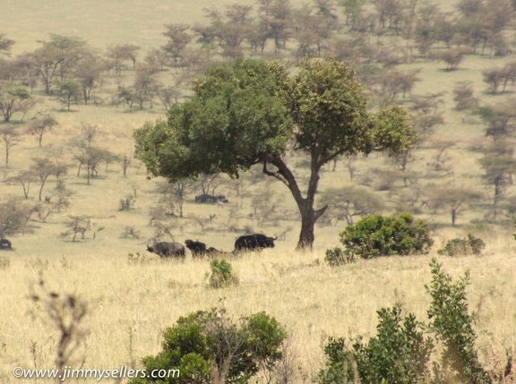 Africa-2013-1711