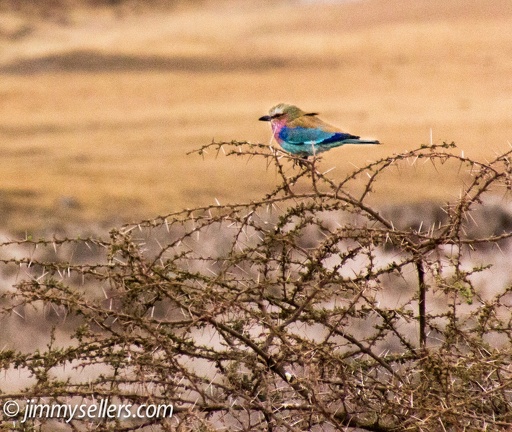 Africa-2013-2145