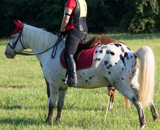 2016-08-27-Tanya-horse-event-Fair-Hill-20