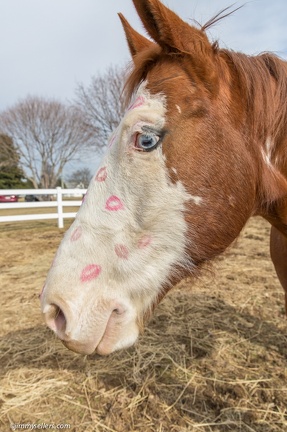 2015-02-08-Tanya-Horses-Valentines-Day-8