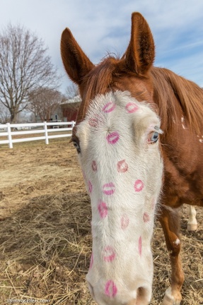 2015-02-08-Tanya-Horses-Valentines-Day-9