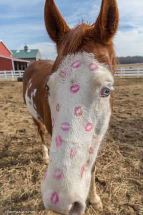 2015-02-08-Tanya-Horses-Valentines-Day-13