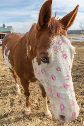 2015-02-08-Tanya-Horses-Valentines-Day-14