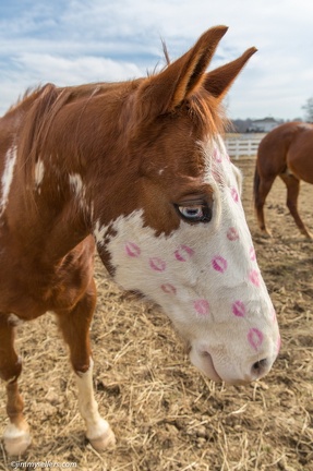 2015-02-08-Tanya-Horses-Valentines-Day-15