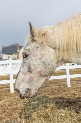 2015-02-08-Tanya-Horses-Valentines-Day-31