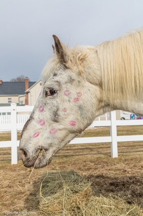 2015-02-08-Tanya-Horses-Valentines-Day-32