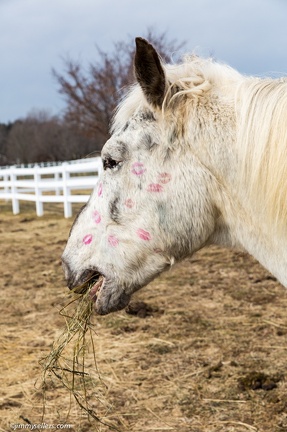 2015-02-08-Tanya-Horses-Valentines-Day-88
