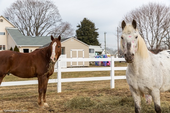 2015-02-08-Tanya-Horses-Valentines-Day-100