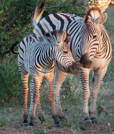 2026-Africa-147