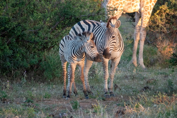 2026-Africa-148