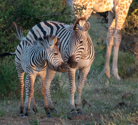 2026-Africa-149