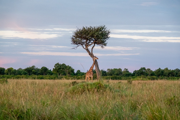 2026-Africa-258