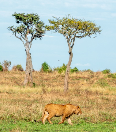 2026-Africa-300