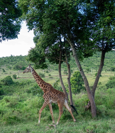 2026-Africa-323